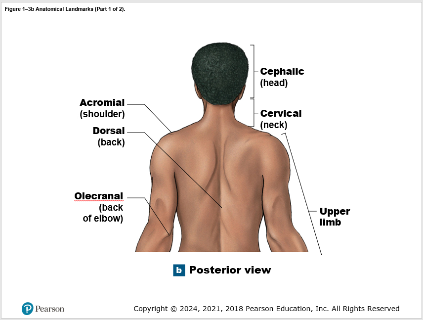 Man's back with labels that outline each part of the back, arms, and back of head area.