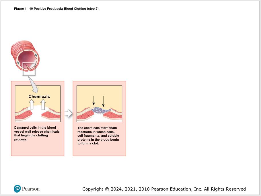 Slide showing the second step in a 5-step process. Labels can be edited.