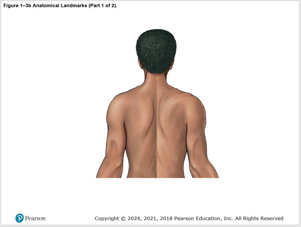 Man's back with no labels listed