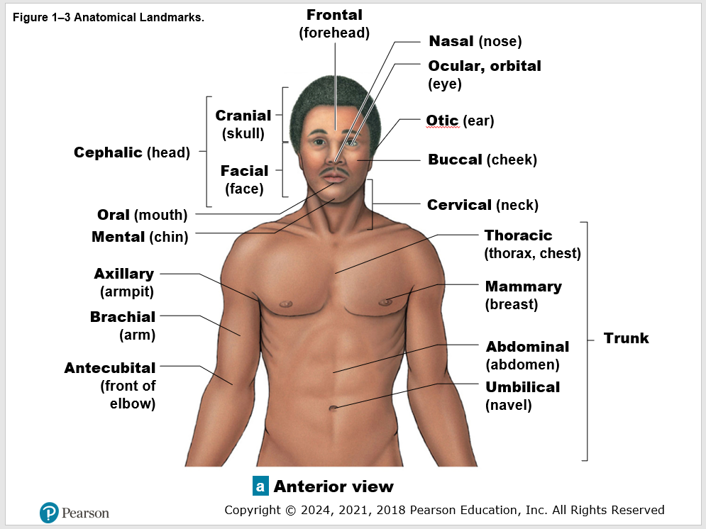 Anterior view of a man with anatomical landmarks labeled with position.