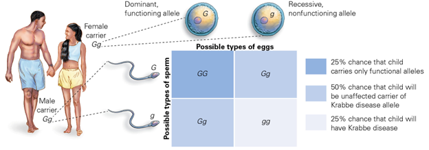 Genotype of carriers of men and women.