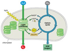 Light reactions and the Calvin cycle