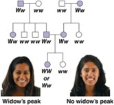 Pedigree showing three generations of a family.