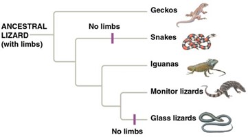 A phylogenetic tree.