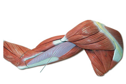 Posterior view of the upper arm.