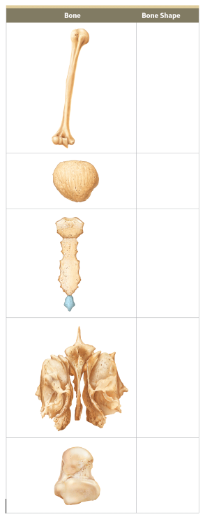 A table shows a set of bones with the empty column bone shape next to them.