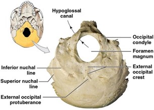 Photographs and drawings of the occipital and parietal bones.