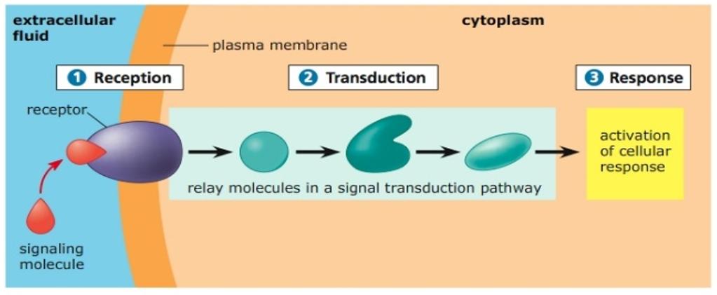 A general cell signaling pathway. 