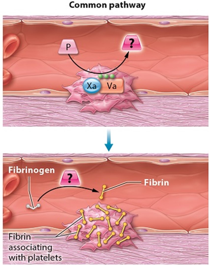 Diagram showing two panels illustrating the steps of the common pathway of coagulation. 