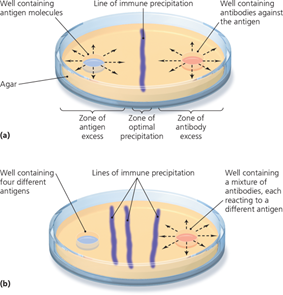 Process of immunodiffusion.