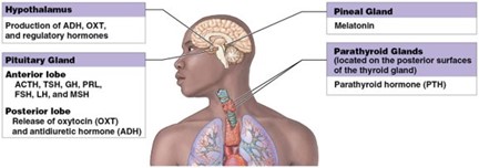 A diagram showing the organs and tissues of the endocrine system.