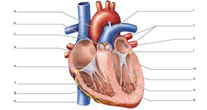 Structure of the heart.