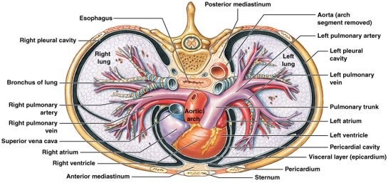 Figure show superior view of the organs in the mediastinum. 