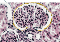 A cross-sectional histological view of a tissue.