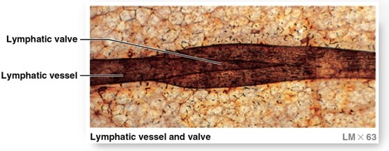 Lymphatic vessel and valve.