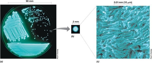 Bioluminescent bacteria