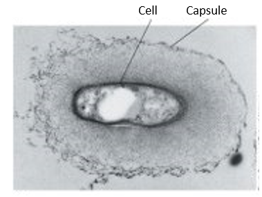 ovular cell 