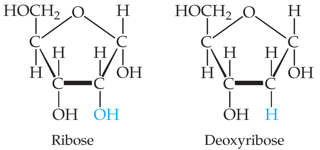 Ribose and deoxyribose.